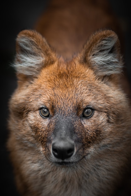 Foto portret van een rode wolf. wild dier.