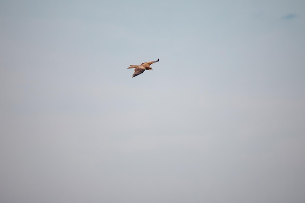 Portret van een rode wouw milvus milvus met gespreide vleugels die in de blauwe lucht vliegen