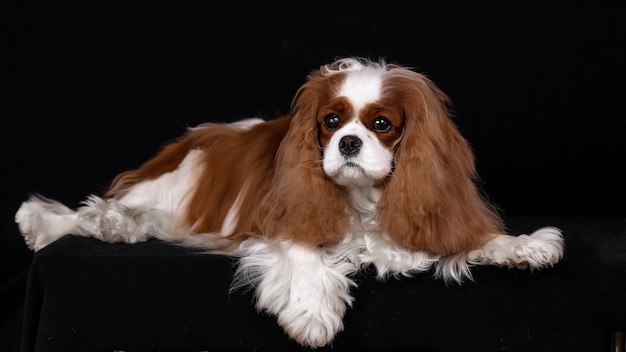 Portret van een rood-gekleurde arrogante spaniel hond.