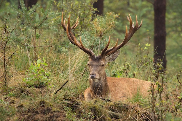 Portret van een rood hert dat op het veld ontspant