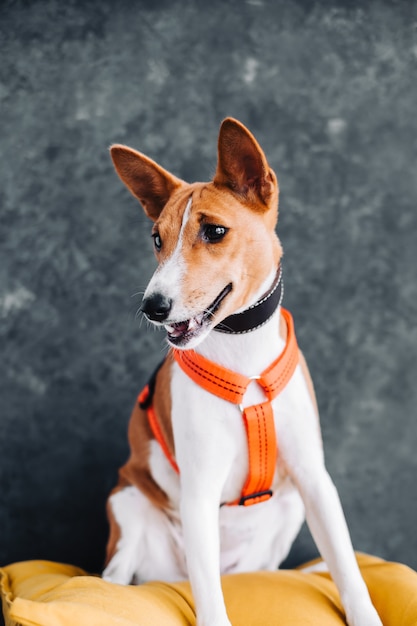 Portret van een rood-witte basenji-hond die op een geel kussen zit