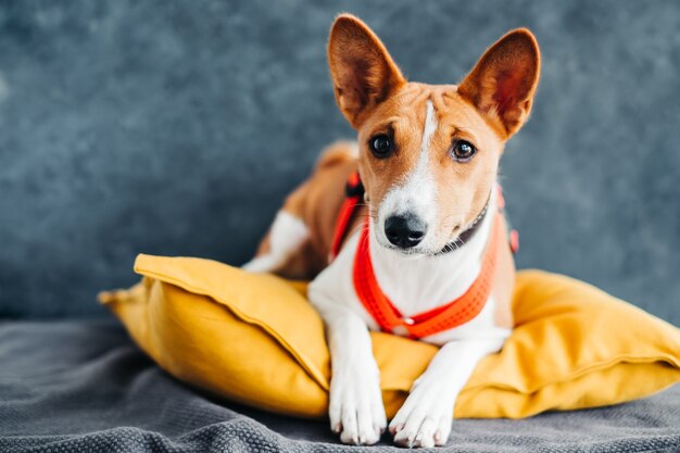 Portret van een rood-witte basenji-hond die op een geel kussen zit