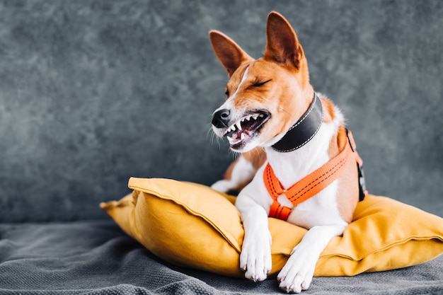 Portret van een rood-witte basenji-hond die op een geel kussen zit