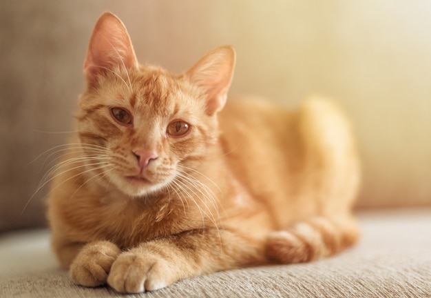 Portret van een roodharige schattige Cyperse kat die op de bank ligt en naar de camera kijkt.