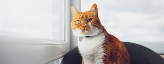 Portret van een roodwitte kat die in de buurt van ramen zit Panoramisch spandoekaanzicht