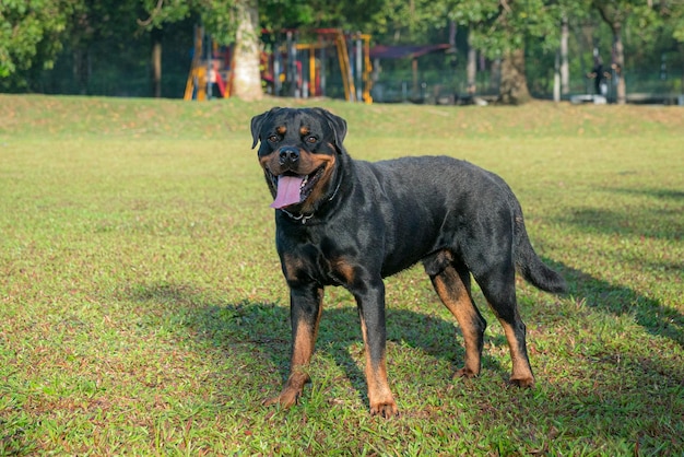 Portret van een Rottweiler-hond die op het veld staat