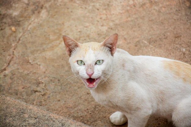 Portret van een roze kat