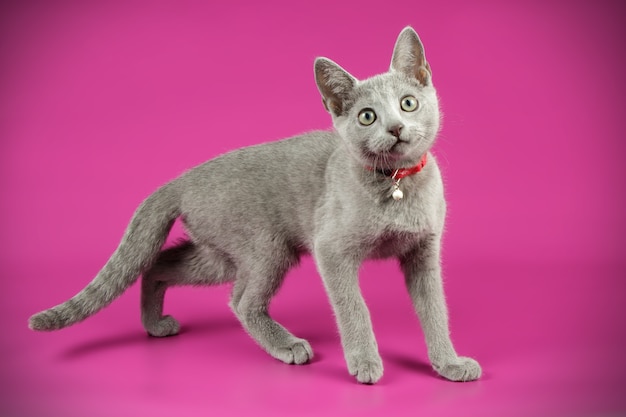 Portret van een Russische blauwe kat op gekleurde muur