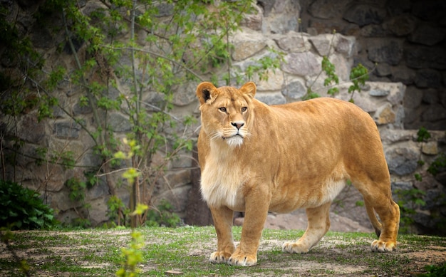 Portret van een rustende leeuwin Panthera leo