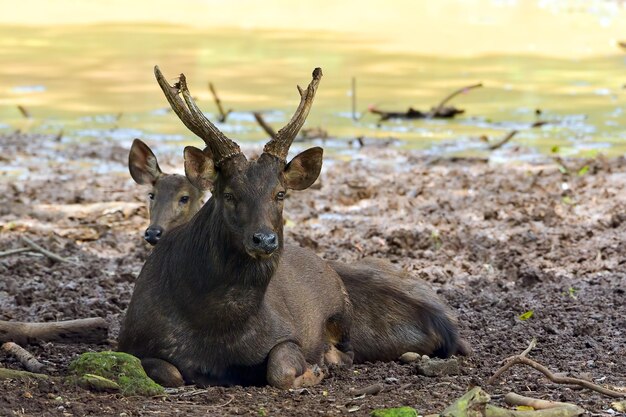 Portret van een sambar-hert rust op de rivieroever