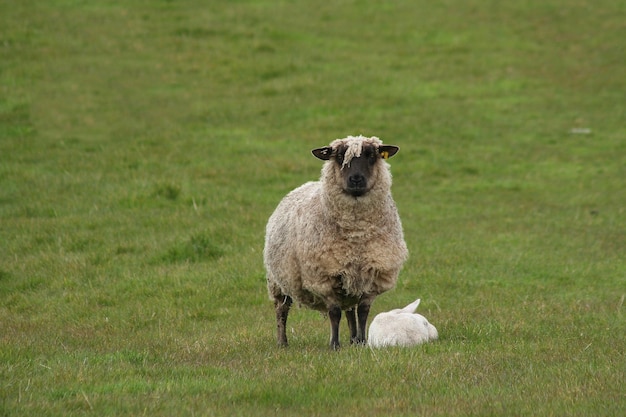 Portret van een schaap met een konijn op het veld