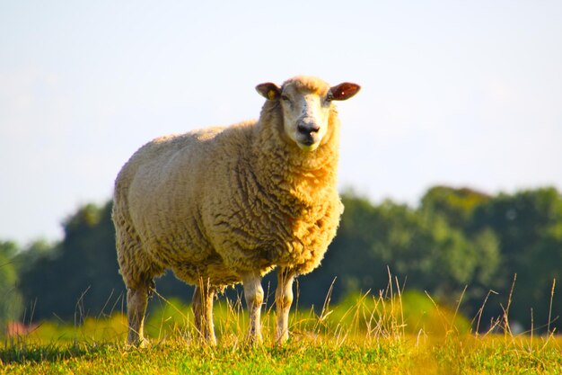 Portret van een schaap op het veld