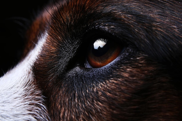 Portret van een schattig gemengd ras rode en witte hond op een grijze achtergrond