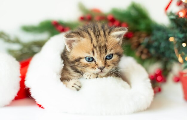 Portret van een schattig gestreept katje in een kerstmanhoed