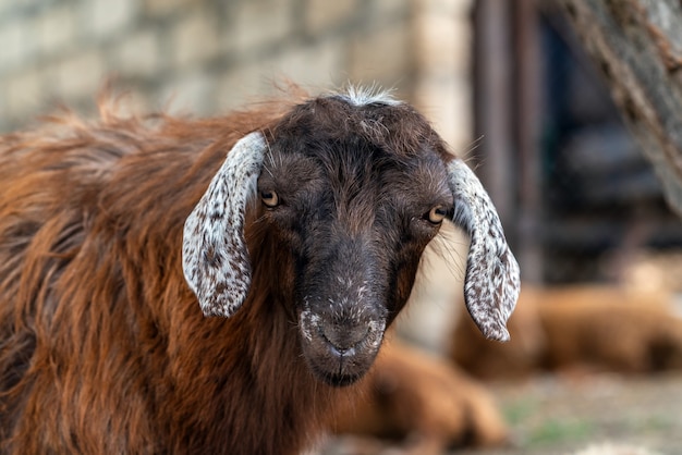 Portret van een schattig jong schaap