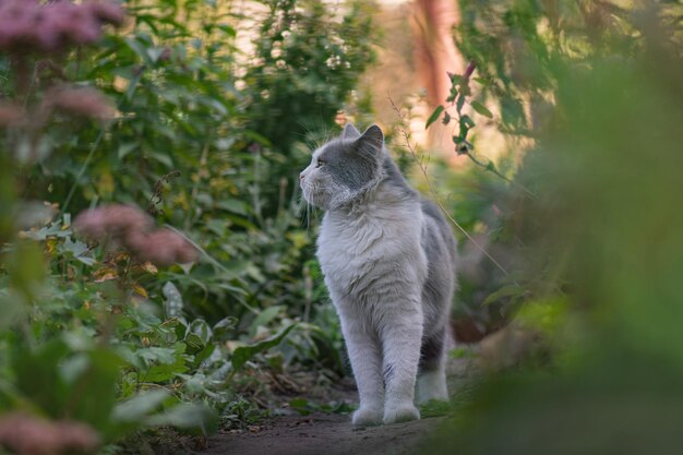 Portret van een schattig kitten in profiel Mooi kattenportret in de natuur Kitty speelt in de tuin met bloemen op de achtergrond Schattige kat speelt o