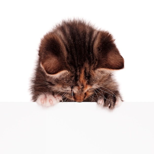 Portret van een schattig klein katje met een leeg bord op een witte achtergrond