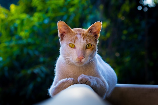 Portret van een schattig uitziende kat met gele ogen en snorharen, mooi zacht pluizig rasecht