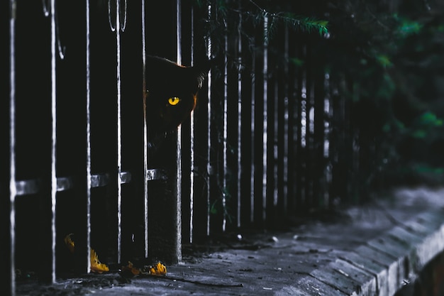 Portret van een schattige, attente zwarte straatkat die naar de camera kijkt van achter het hek.