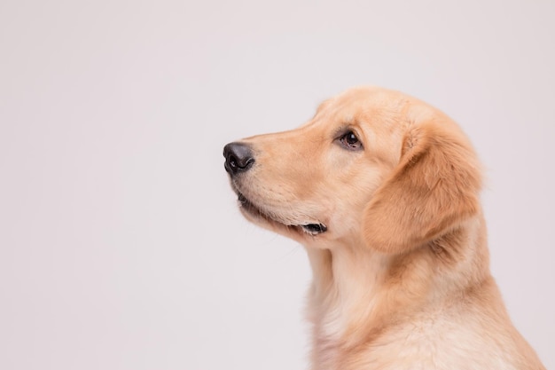 Portret van een schattige bruine Golden Retriever-hond die op zoek is naar een snack of eten op grijs