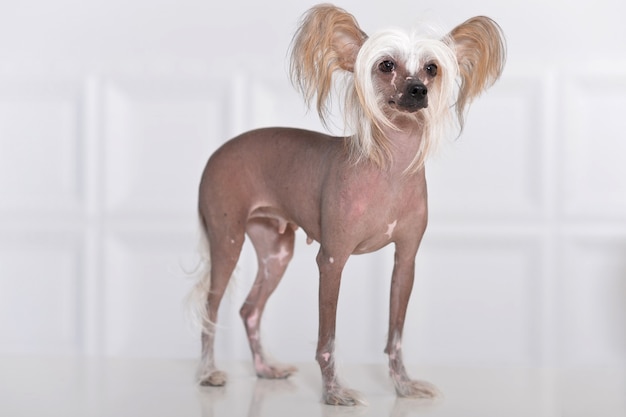 Portret van een schattige Chinese Crested Dog op background