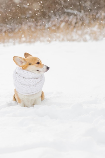 Portret van een schattige corgi-hond in een witte sjaal die op een ijzige ochtend koude sneeuw loopt Portret van een kleine hond in het bos in de winter