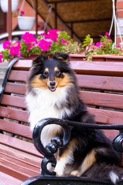 Portret van een schattige driekleurige sheltie-puppy