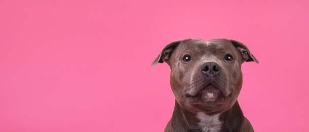 Portret van een schattige Engelse Stafford Terrier die naar de camera kijkt op een roze achtergrond