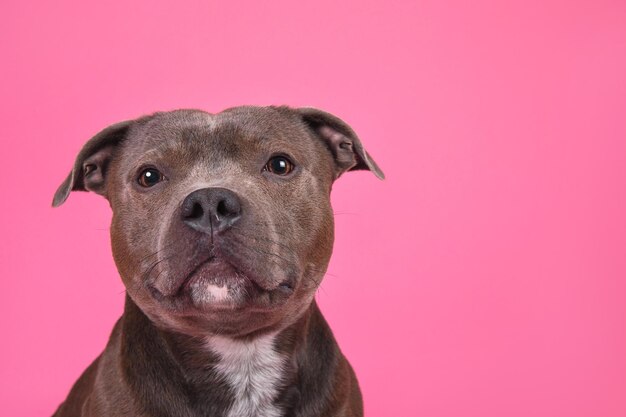 Foto portret van een schattige engelse stafford terrier die naar de camera kijkt op een roze achtergrond