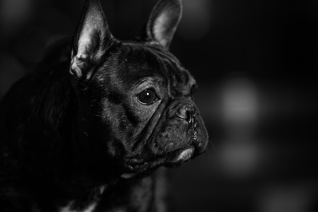 Portret van een schattige Franse bulldog