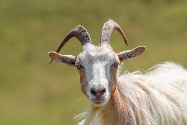 Foto portret van een schattige gehoornde geit