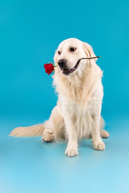 Portret van een schattige, gezonde hond die een rode roos in de mond houdt