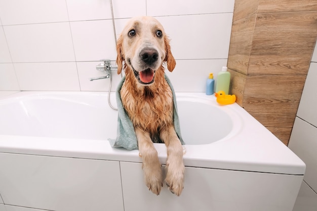 Portret van een schattige golden retriever-hond die in het bad een handdoek draagt en naar de kom kijkt...