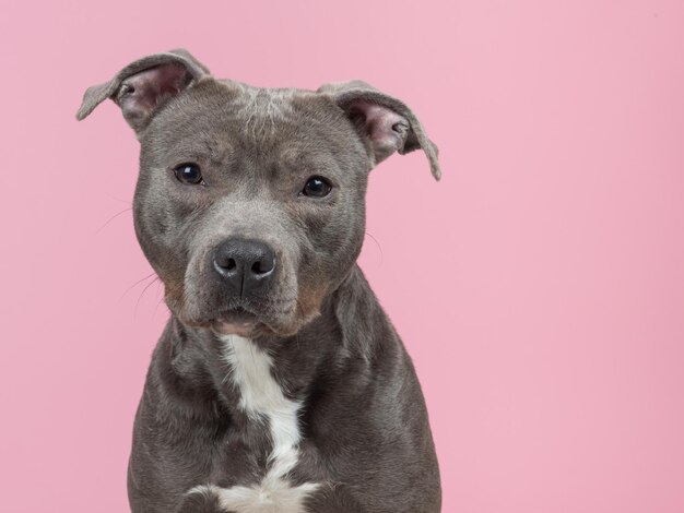 Portret van een schattige grijze pitbull terrier hond die naar de camera kijkt op een roze achtergrond
