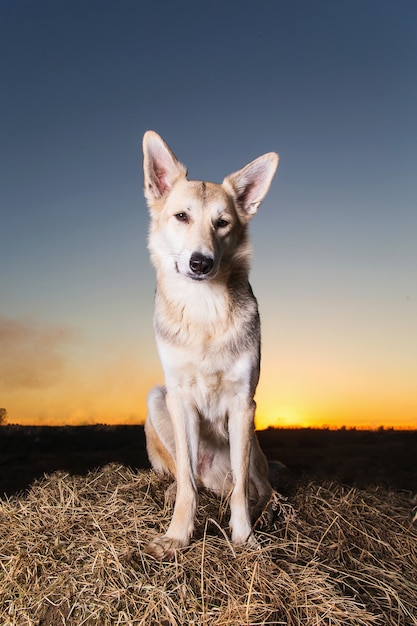 Portret van een schattige herdershond van gemengd ras bij een wandeling op het veld bij zonsondergang