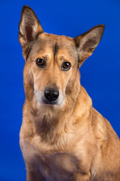 Portret van een schattige hond op een blauwe achtergrond
