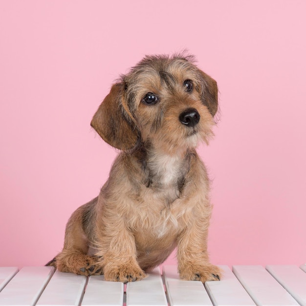 Portret van een schattige hond op een roze achtergrond
