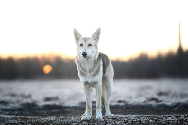 Portret van een schattige hond van gemengd ras tijdens een wandeling in de winter bij zonsopgang voor zonsopgang