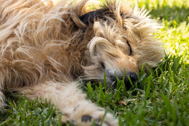 Portret van een schattige hond