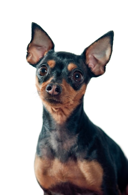 Portret van een schattige hond