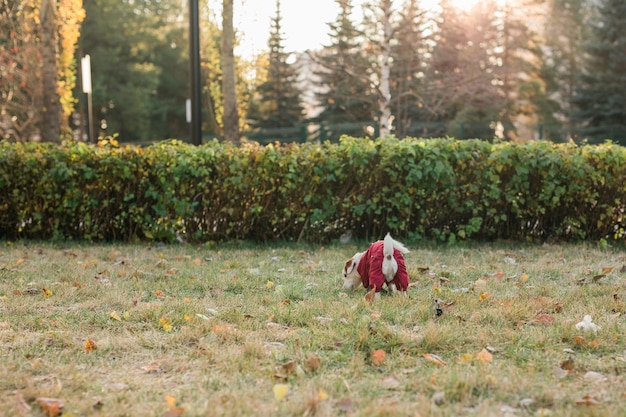 Portret van een schattige Jack Russell-hond in pak die in het herfstpark loopt, kopieerruimte en lege plek voor tekst Puppy-huisdier is gekleed in truiwandelingen