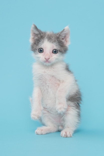 Portret van een schattige kat op een witte achtergrond