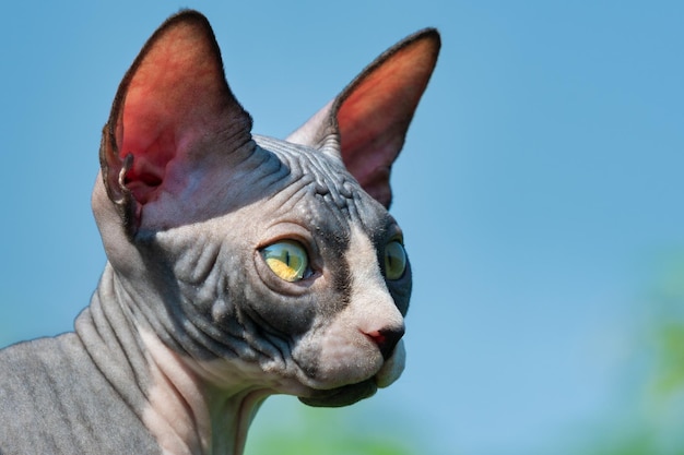 Foto portret van een schattige kat van het canadese sphynx-ras van blauwe en witte kleur die wegkijkt tegen de blauwe lucht