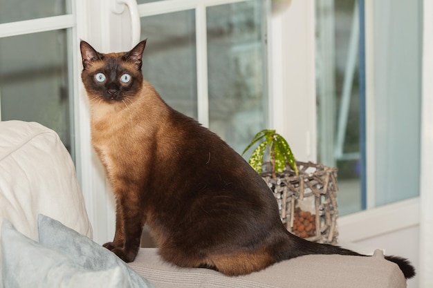 Portret van een schattige kat van het siamese ras met mooie blauwe ogen