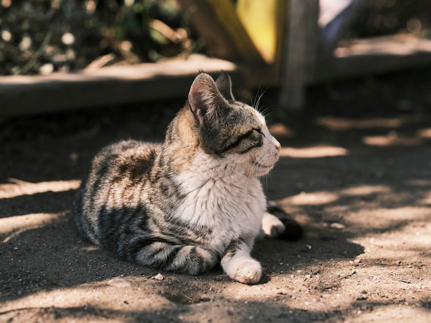 Portret van een schattige kat