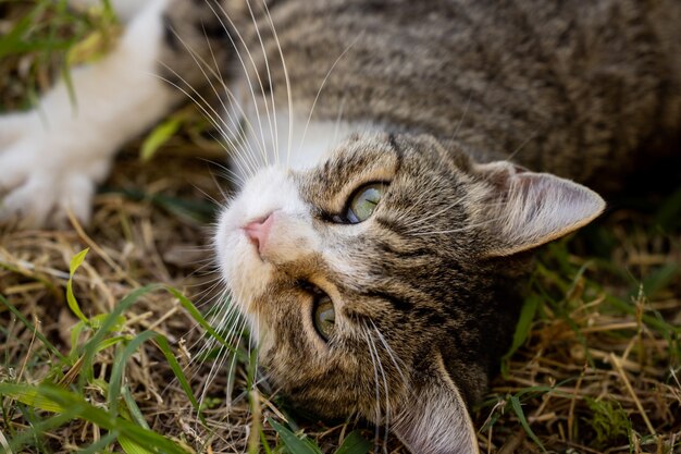 Portret van een schattige kat