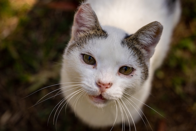 Portret van een schattige kat