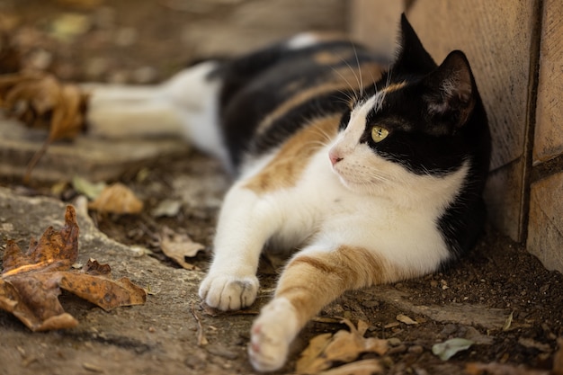 Portret van een schattige kat