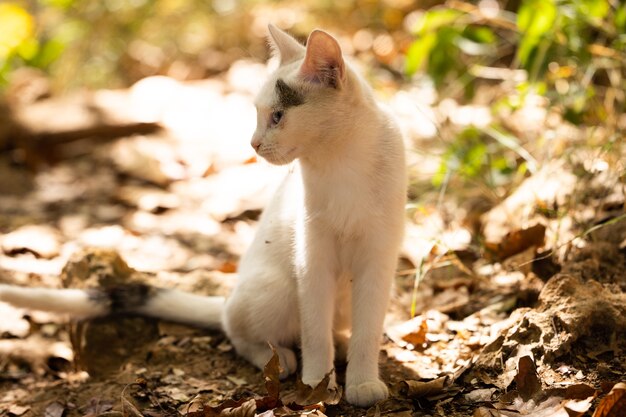 Portret van een schattige kat