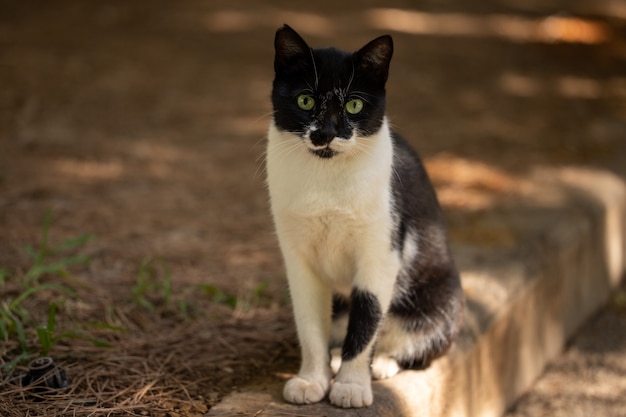 Portret van een schattige kat